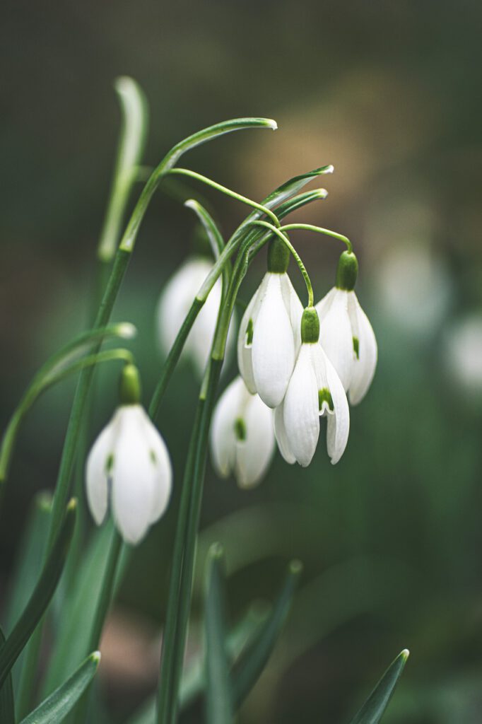 snowdrop, flowers, plant-6052942.jpg
